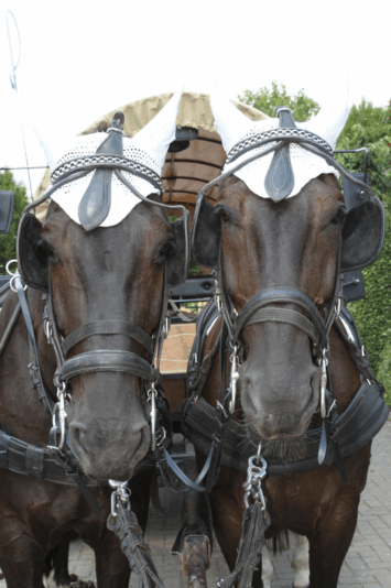 sv-benstrup-sonntag-17